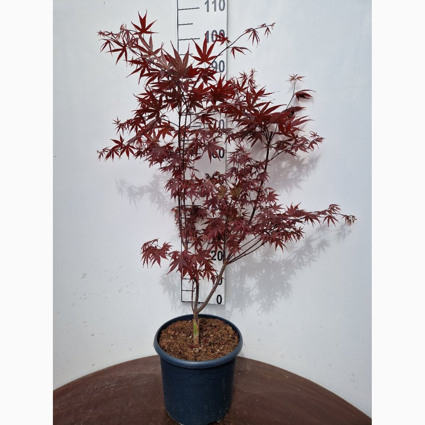 Japansk lönn – Acer pal. 'Bloodgood' - C10 60-80 CM